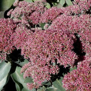 'Beka' Sedum