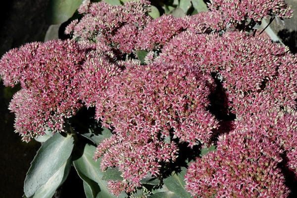 'Beka' Sedum