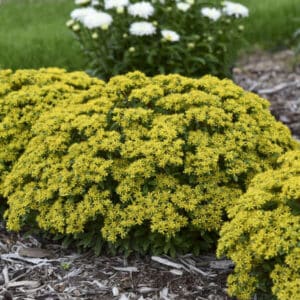 'Bright Idea' Sedum