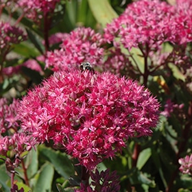 'Carl' Sedum #1