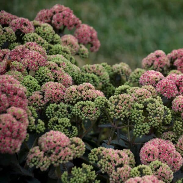 'Coraljade' Sedum - Image 2