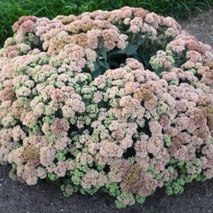 'Coraljade' Sedum #1