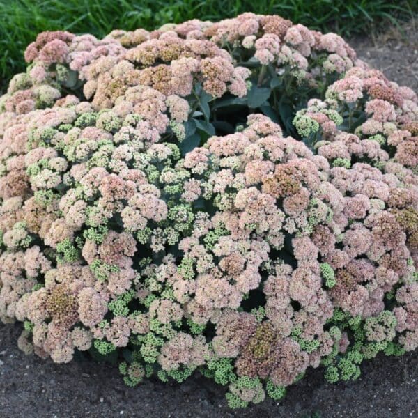 'Coraljade' Sedum