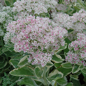 'Frosty Morn' Sedum 1
