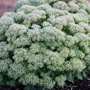 'Lime Joy' Sedum