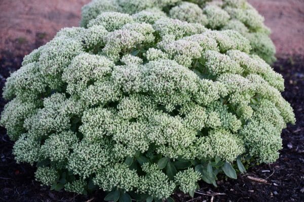 'Lime Joy' Sedum