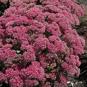'Mr. Goodbud' Sedum