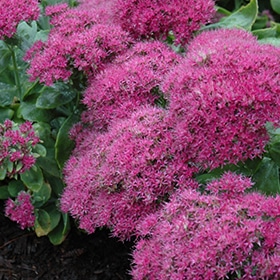 'Neon' Sedum #1