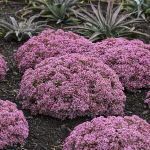 'Pride And Joy' Sedum