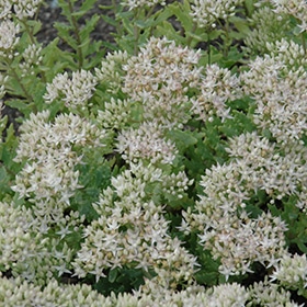 'Thundercloud' Sedum
