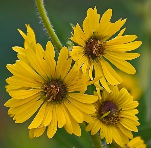 Compass Plant #1 - Image 2