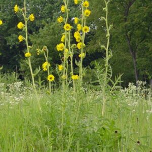 Compass Plant