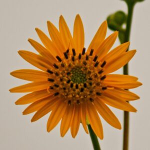 Prairie Dock