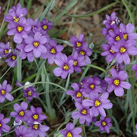 'Lucerne' Blue Eyed Grass