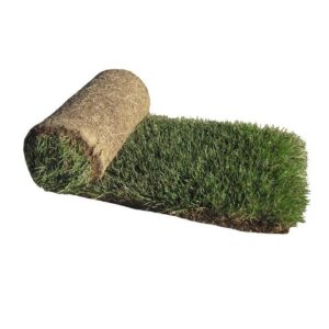 Sod, Lurvey Select Bluegrass