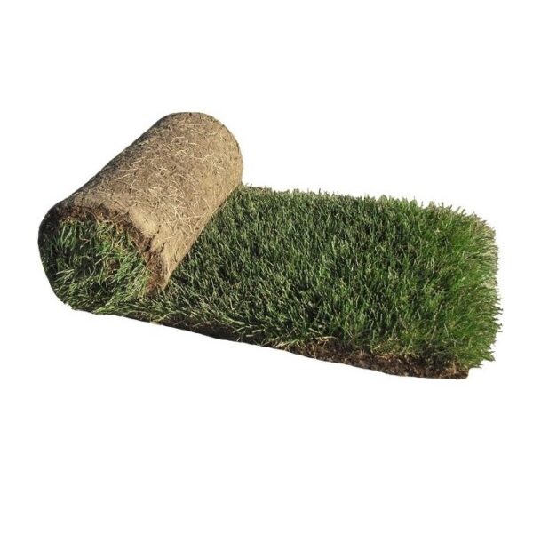 Sod, Lurvey Select Bluegrass