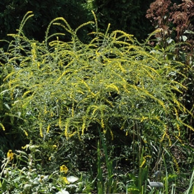 'Fireworks' Goldenrod