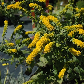 'Golden Fleece' Goldenrod