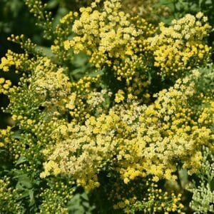 'Little Lemon' Goldenrod
