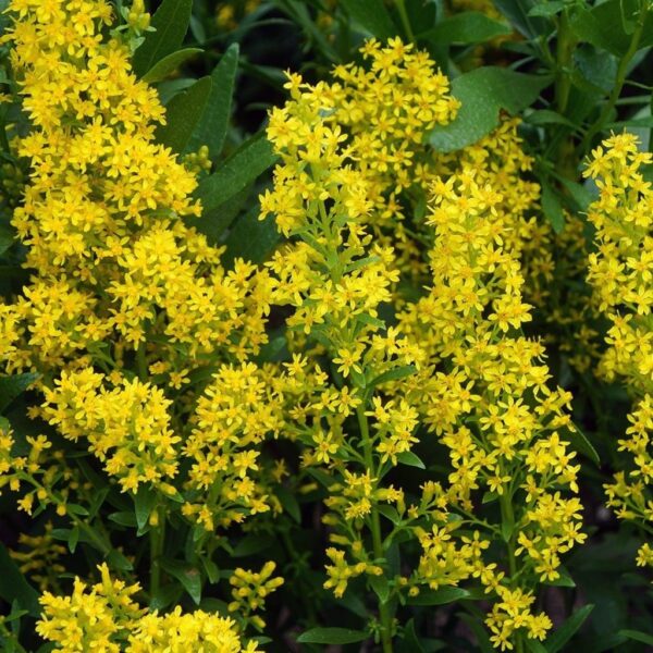 Goldenrod #1 - Image 2