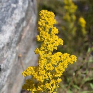 Goldenrod #1