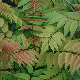 Dwarf Ural Falsespirea