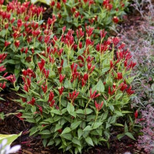 'Apple Slices' Spigelia