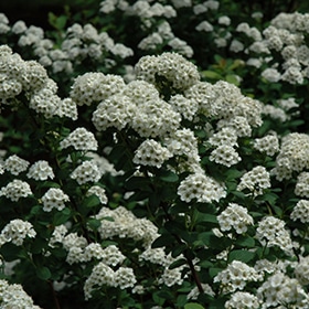 Spirea, 'Tor' Birchleaf