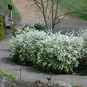 Spirea, 'Grefsheim'