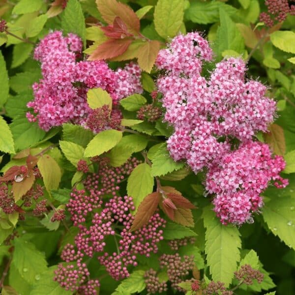 Spirea, Double Play 'Big Bang'