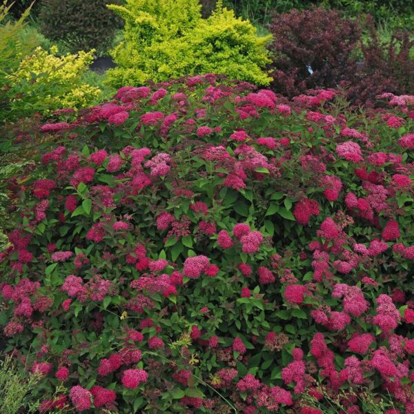 Spirea, Double Play 'Doozie'