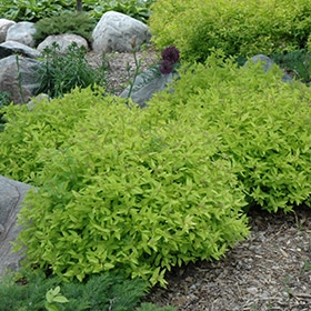 Spirea, 'Goldmound'
