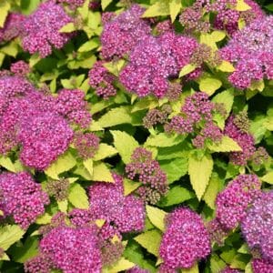 Spirea, Double Play 'Gold'