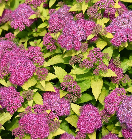 Spirea, Double Play 'Gold'