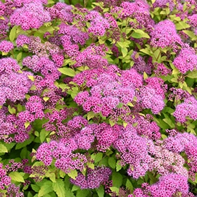 Spirea, 'Magic Carpet' #3