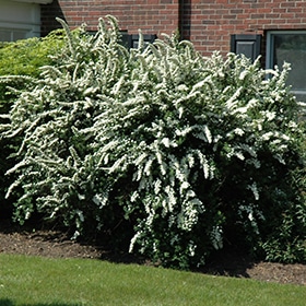 Spirea, Vanhoutte 'Renaissance'