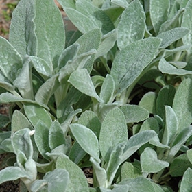 Helen Von Stein' Lamb's Ear