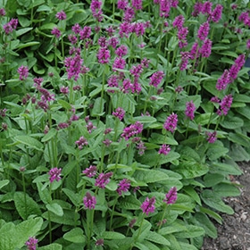 'Hummelo' Betony