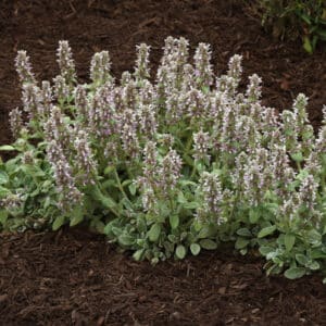 'Little Lamb' Stachys