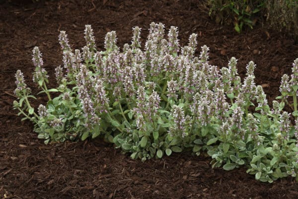 'Little Lamb' Stachys