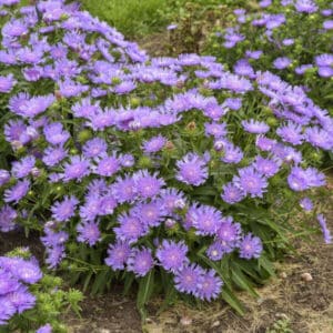 'Ridtide' Stokes Aster