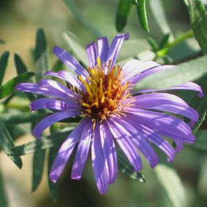 Aromatic Aster