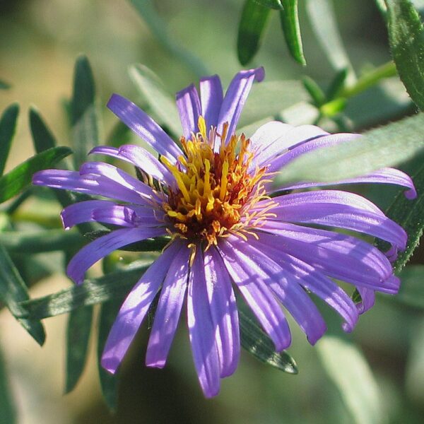 Aromatic Aster