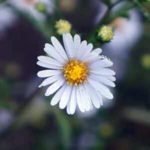 Sky Blue Aster
