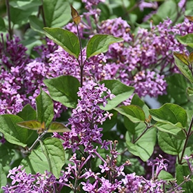 Lilac, Bloomerang 'Dark Purple'