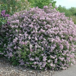 Lilac, Dwarf Korean