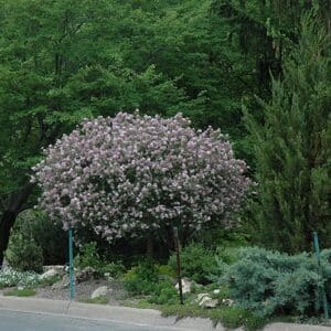 Lilac, Dwarf Korean 2.5' HD