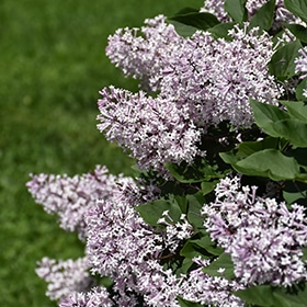 Lilac, 'Miss Kim'