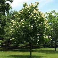 Lilac, Peking 'Great Wall'