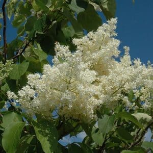 Lilac, Japanese Tree 'Ivory Silk'